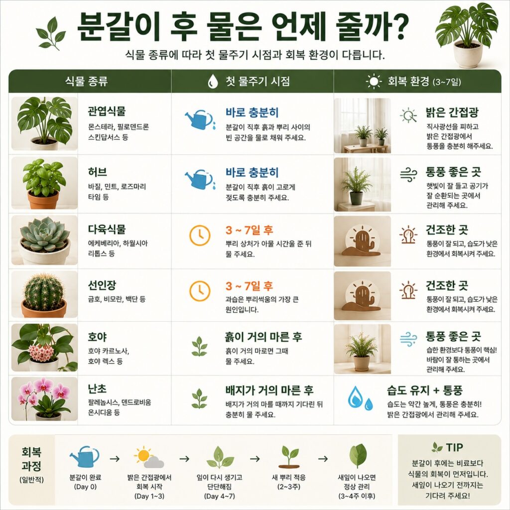 분갈이 후 첫 물주기