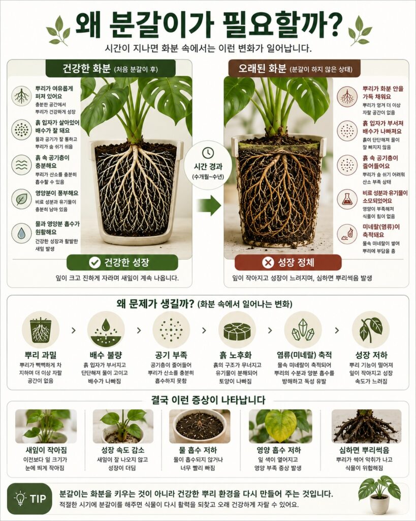분갈이하는 이유