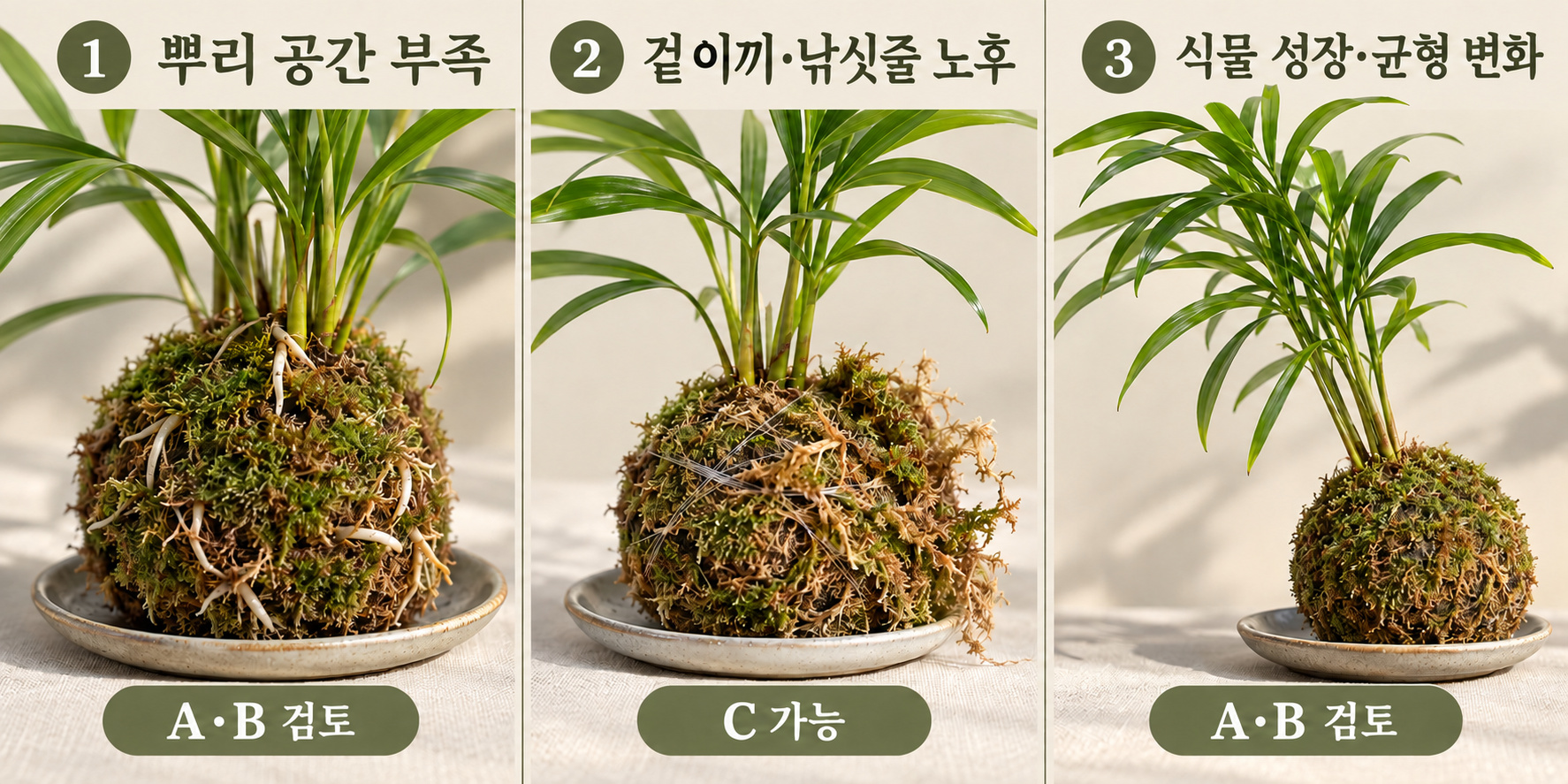 뿌리 공간 부족, 겉이끼와 낚싯줄 노후, 식물 성장에 따른 균형 변화